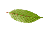Types of Kratom Strains: The Categories of Red, Green & White Vein