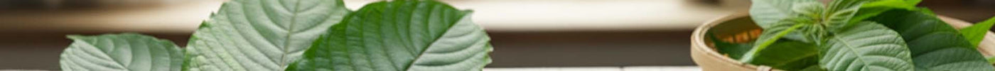 7-OH vs Kratom Extracts: What’s the Real Difference and Why Buyers Are Confused Today