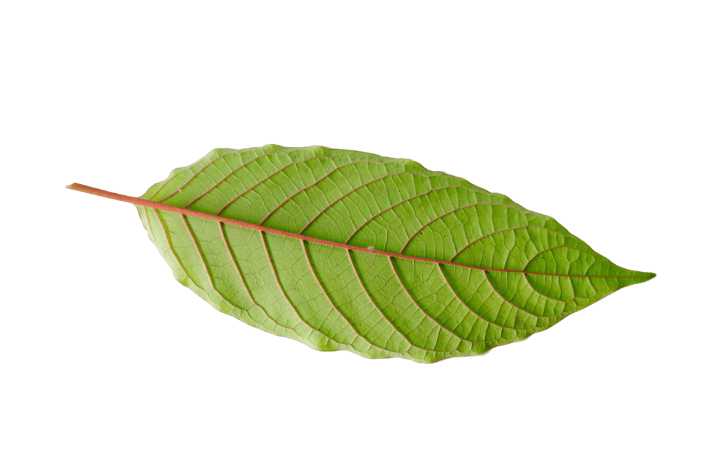Types of Kratom Strains: The Categories of Red, Green &amp; White Vein